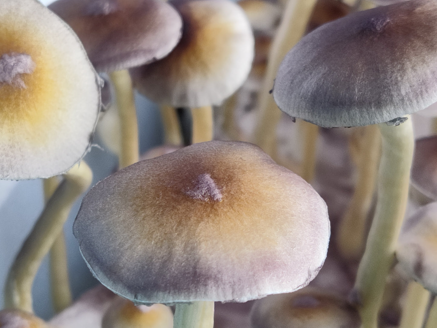 Spore Print: Psilocybe ochraceocentrata