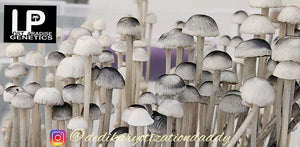 Spore Print: Panaeolus cyanescens var. Bunnell FL