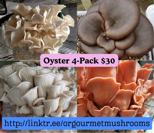 10mL Oyster 4-Pack