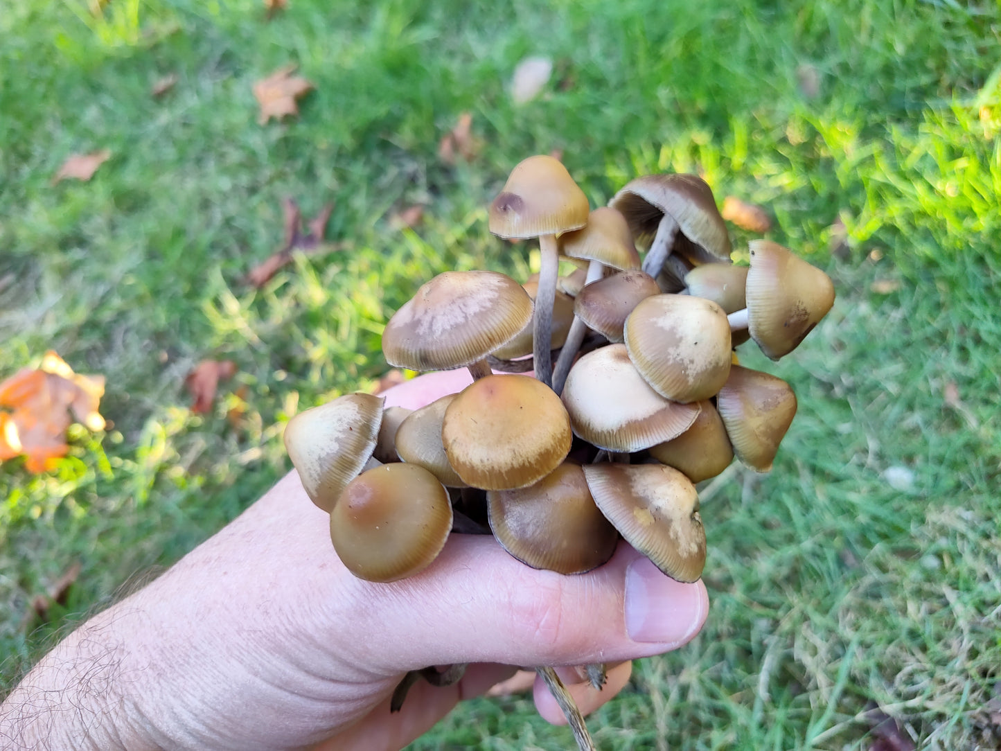 Spore Print: Psilocybe aztecorum