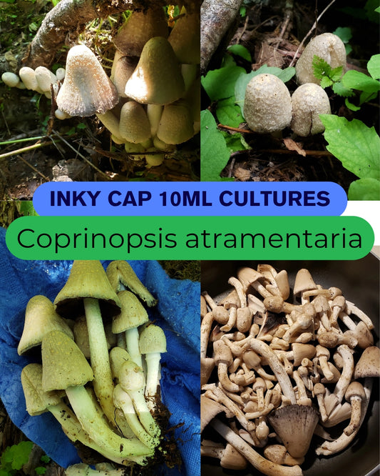 10mL Liquid Culture: Coprinopsis atramentaria - Inky Cap