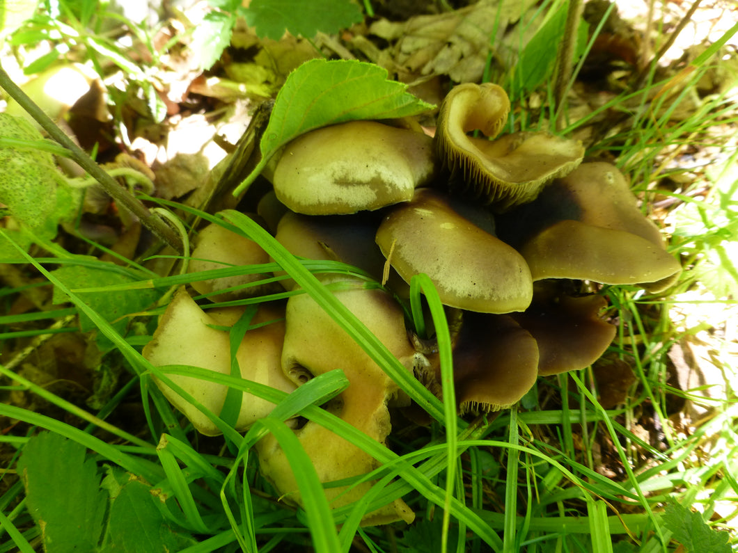 Spore Swabs: Psilocybe ovoideocystidiata var. Willamette Valley (Spring 2024)