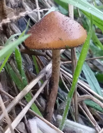 Psilocybe azurescens var. Oregon Coast Spores