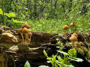 Spore Swabs: Psilocybe ovoideocystidiata var. Susquehanna Wizard Hat - Maryland (wild)