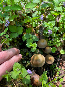 Spore Print: Psilocybe ovoideocystidiata var. Susquehanna Wizard Hat