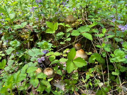 Spore Print: Psilocybe ovoideocystidiata var. Susquehanna Wizard Hat