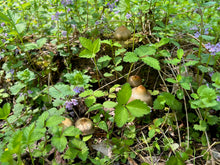 Load image into Gallery viewer, Spore Print: Psilocybe ovoideocystidiata var. Susquehanna Wizard Hat