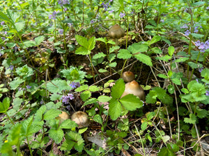 Spore Print: Psilocybe ovoideocystidiata var. Susquehanna Wizard Hat