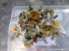 Load image into Gallery viewer, Spore Swabs: Psilocybe ovoideocystidiata var. Willamette Valley (Spring 2024)