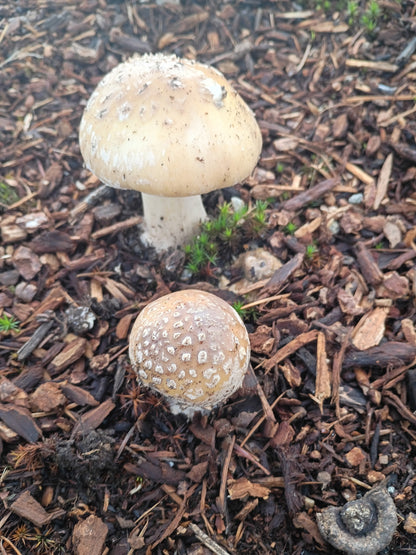 Dried Panther Caps - Amanita pantherinoides (Caps & Stems)