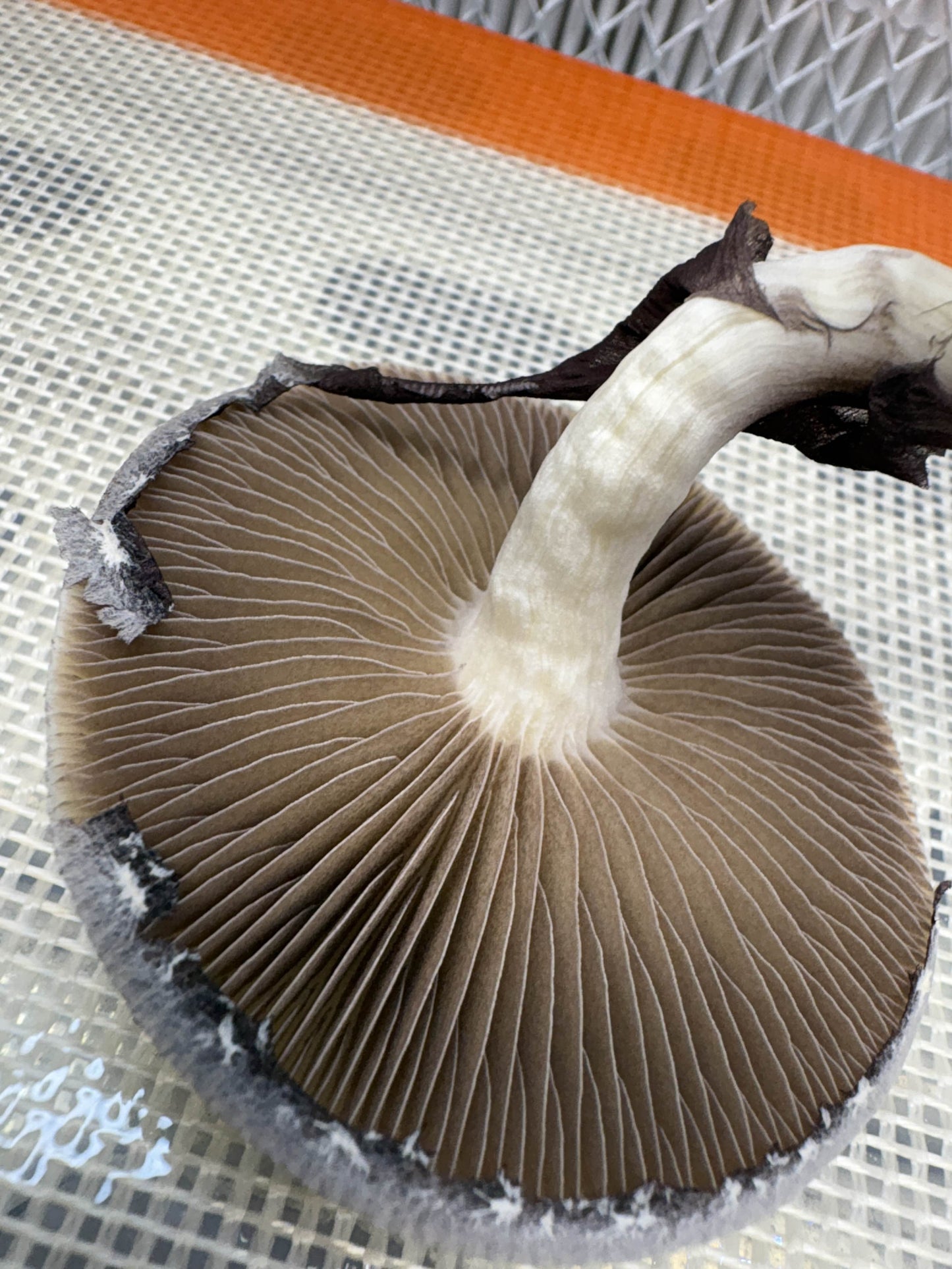 Psilocybe cubensis var. Golden Satellites Spores