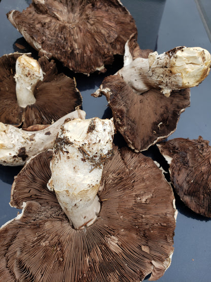10mL Liquid Culture: Agaricus moronii (Portobello sister species) from wild clone