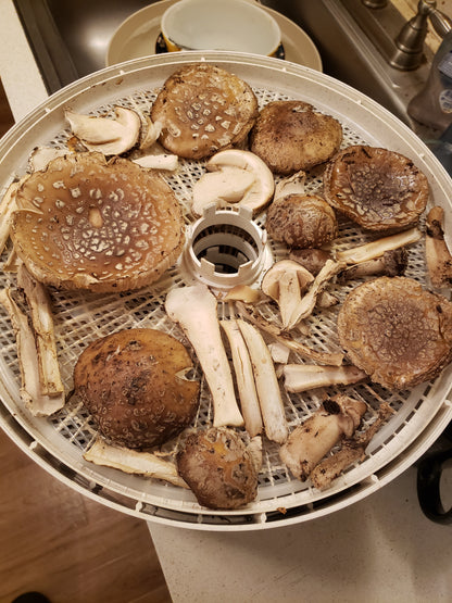 Dried Panther Caps - Amanita pantherinoides (Caps & Stems)