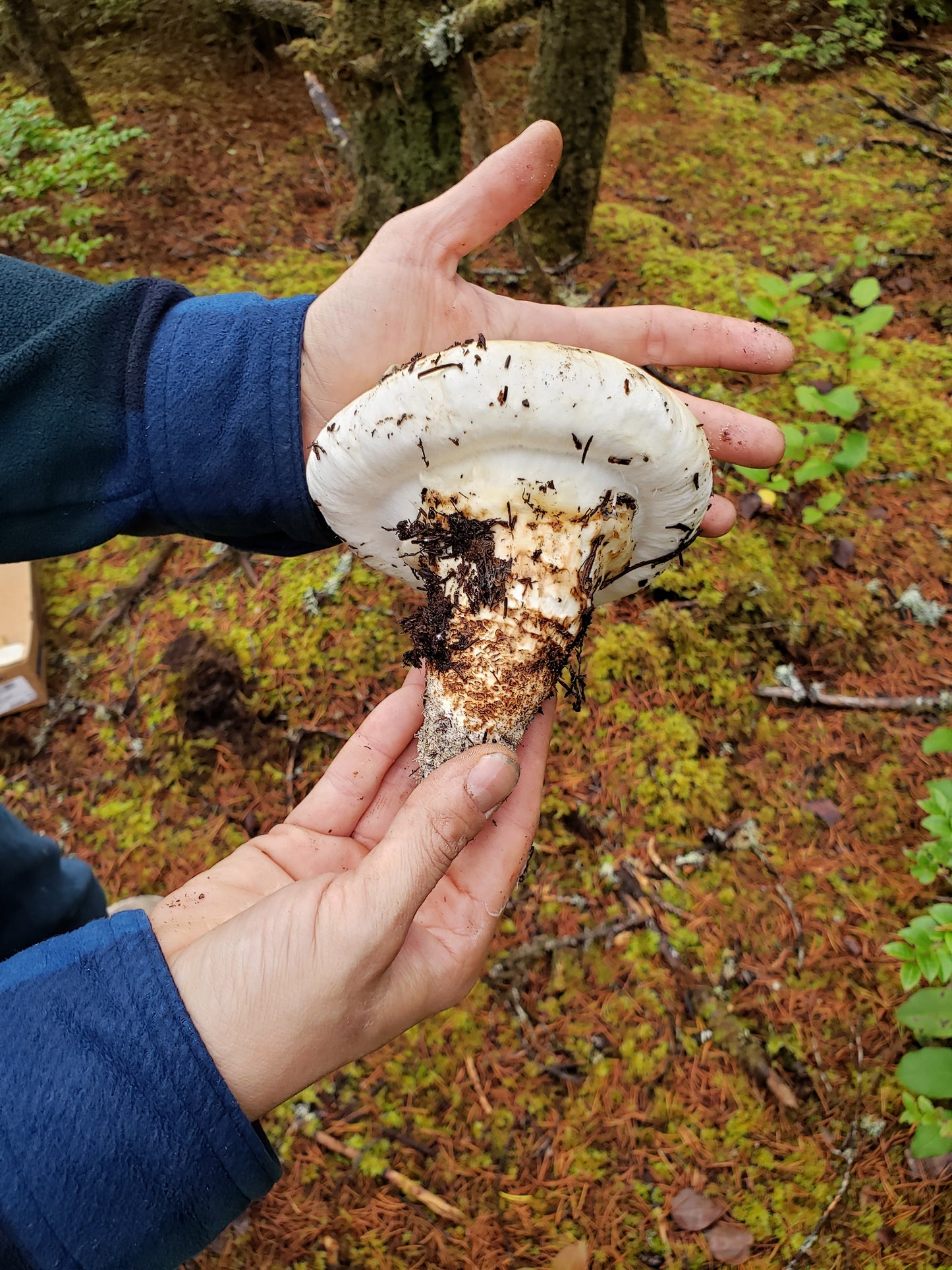 Dried Matsutake Mushrooms - Tricholoma murrillianum