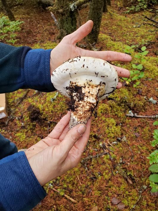 Dried Matsutake Mushrooms - Tricholoma murrillianum