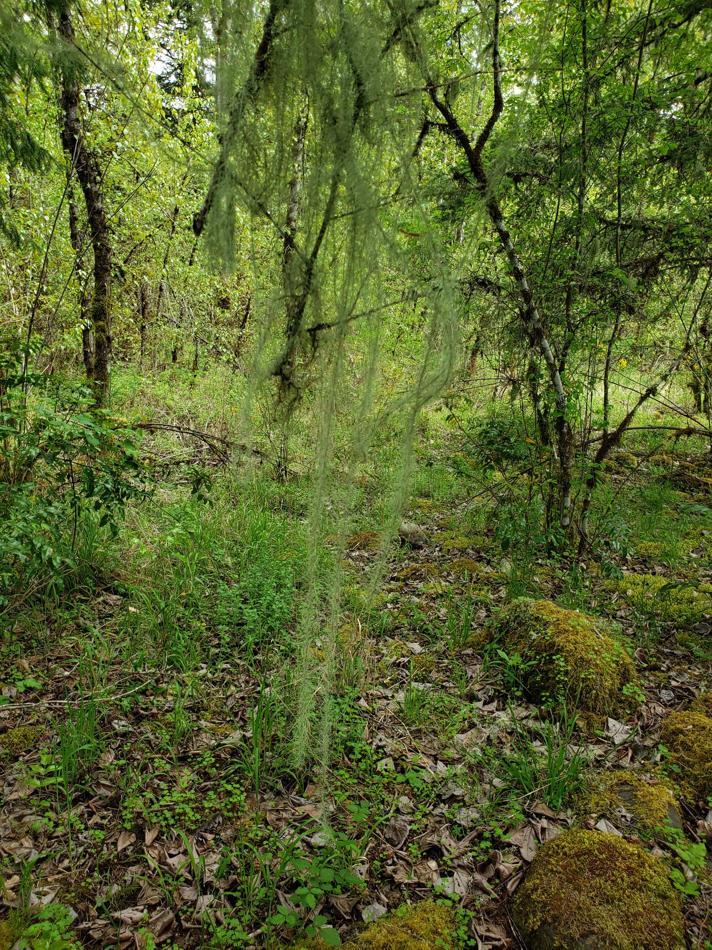 Dried Old Man's Beard (Usnea lichen) - 1oz