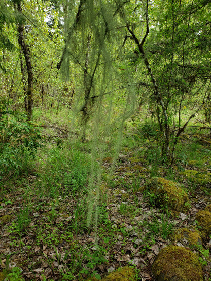 Dried Old Man's Beard (Usnea lichen) - 1oz