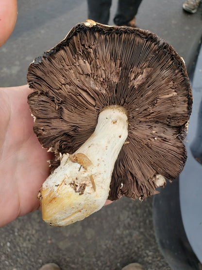 10mL Liquid Culture: Agaricus moronii (Portobello sister species) from wild clone