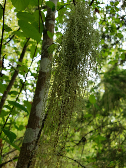 Dried Old Man's Beard (Usnea lichen) - 1oz