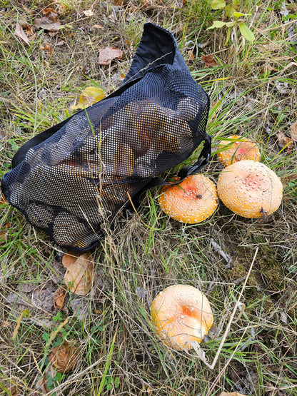 1oz Dried Fly Agaric (Yellow-Orange Cottonwood)