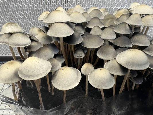 Spore Print: Panaeolus cyanescens var. Byron Bay