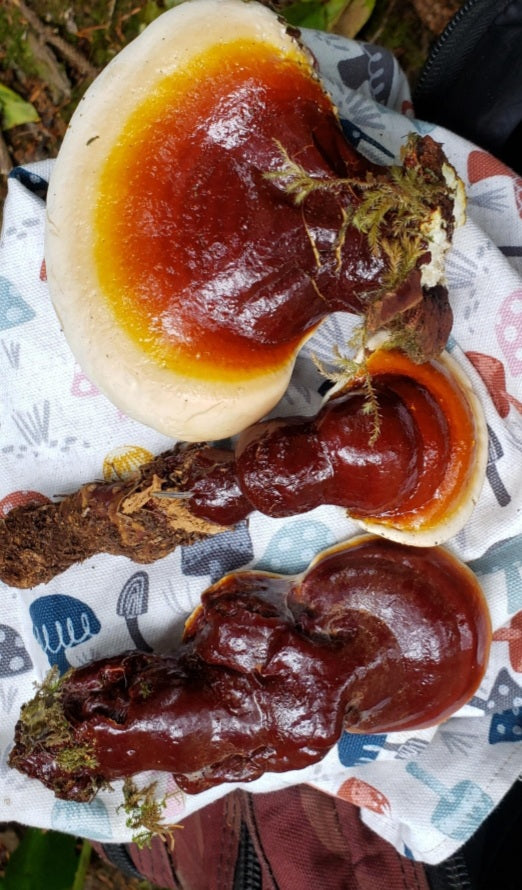 2oz Reishi & Turkey Tail tincture