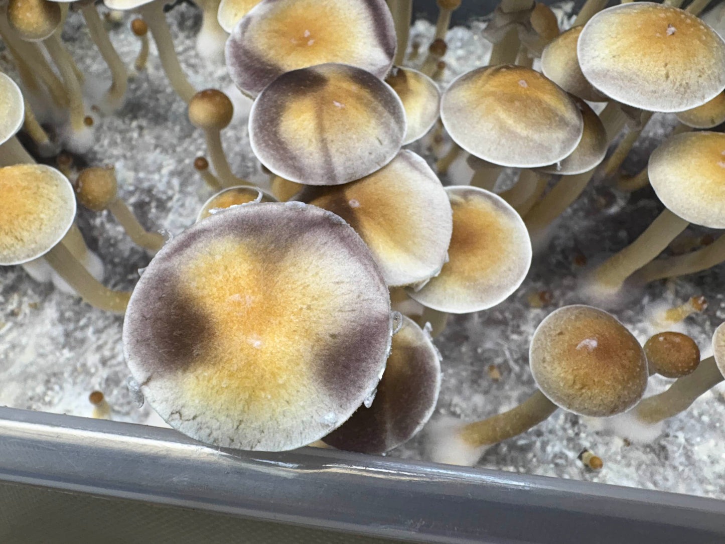 Psilocybe cubensis var. Frilly Vanilli (Australia)