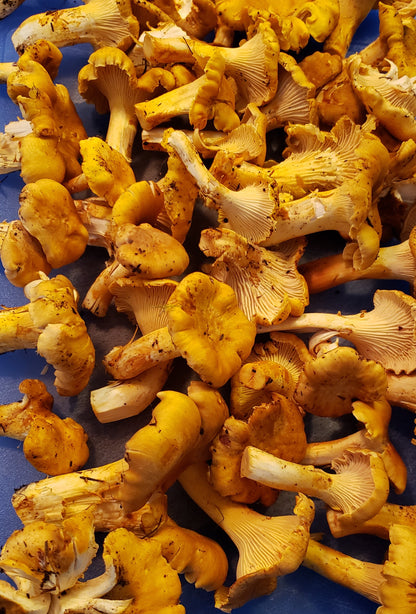 Dried Pacific Golden chanterelles - 4oz