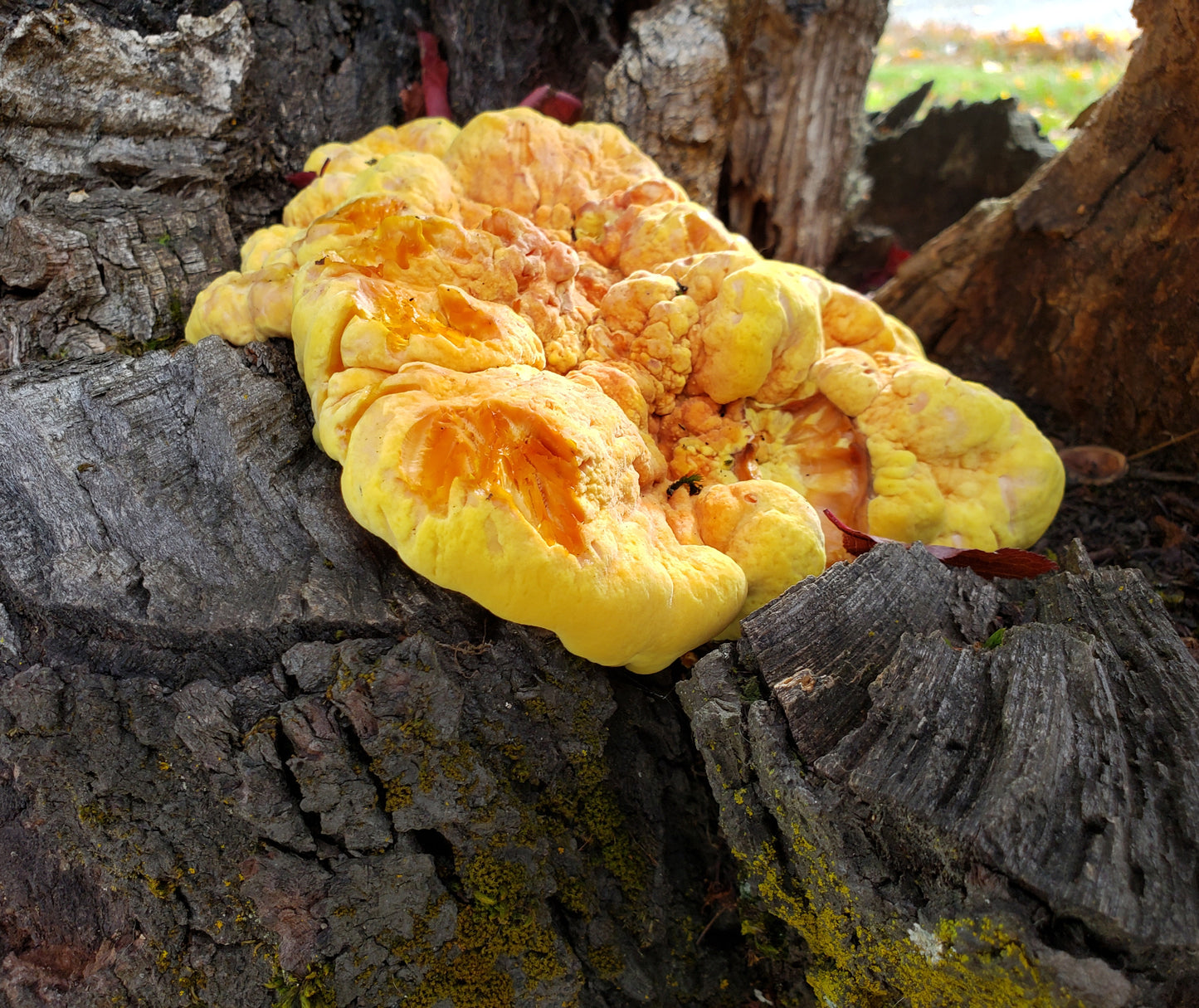 Dried Chicken of the Woods - Laetiporus gilbertsonii - 4oz