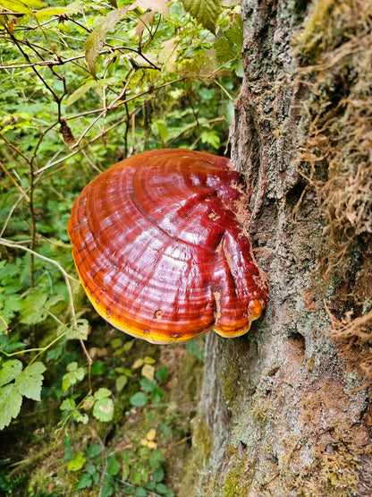 10mL Liquid Culture: Ganoderma oregonense - Oregon Reishi