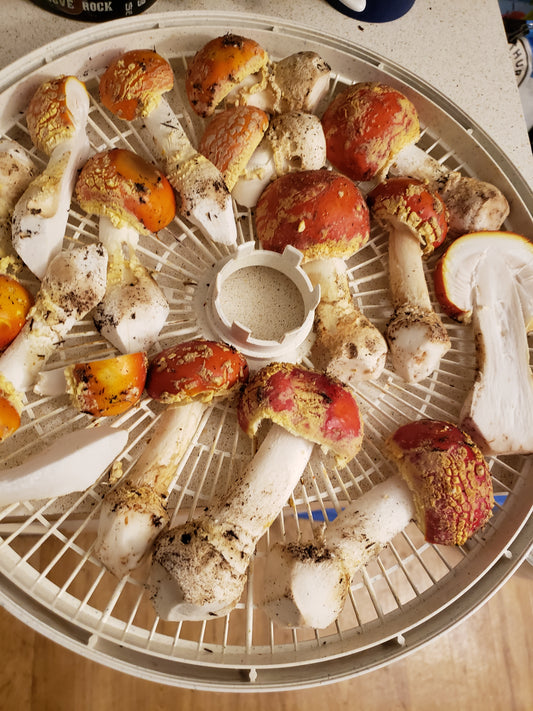 Dried Amanita muscaria - Fly Agaric (Buttons Only)