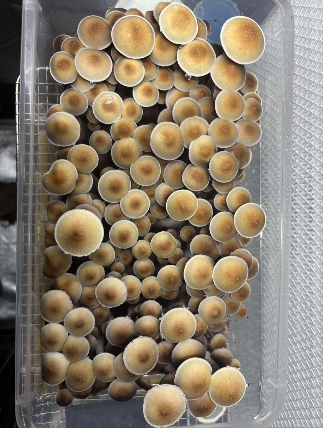Spore Swabs: Psilocybe cubensis (wild Mexico) F1