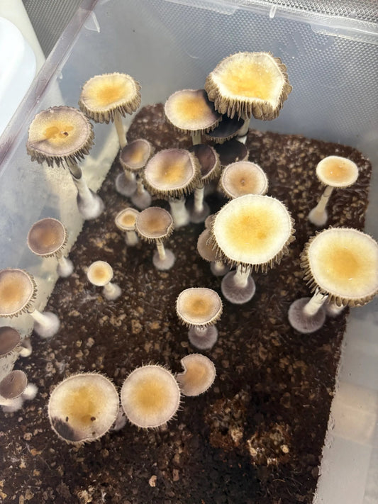 Psilocybe cubensis var. Boggy Creek Arkansas spores