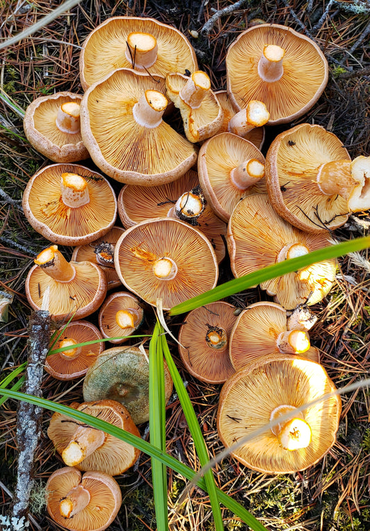 Dried Saffron Milkcap - Lactarius deliciosus - 1oz