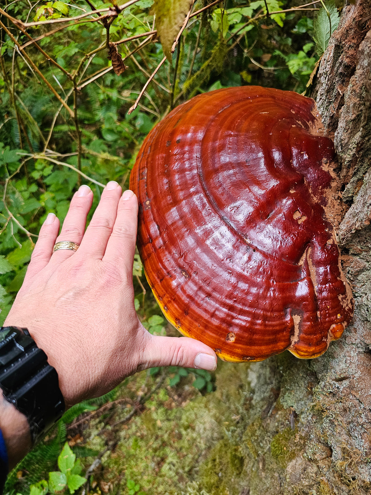 10mL Liquid Culture: Ganoderma oregonense - Oregon Reishi