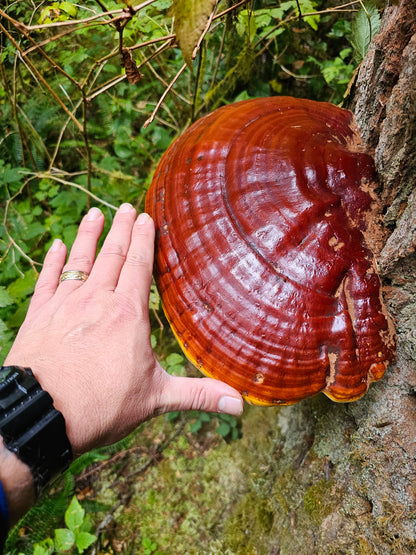 10mL Liquid Culture: Ganoderma oregonense - Oregon Reishi