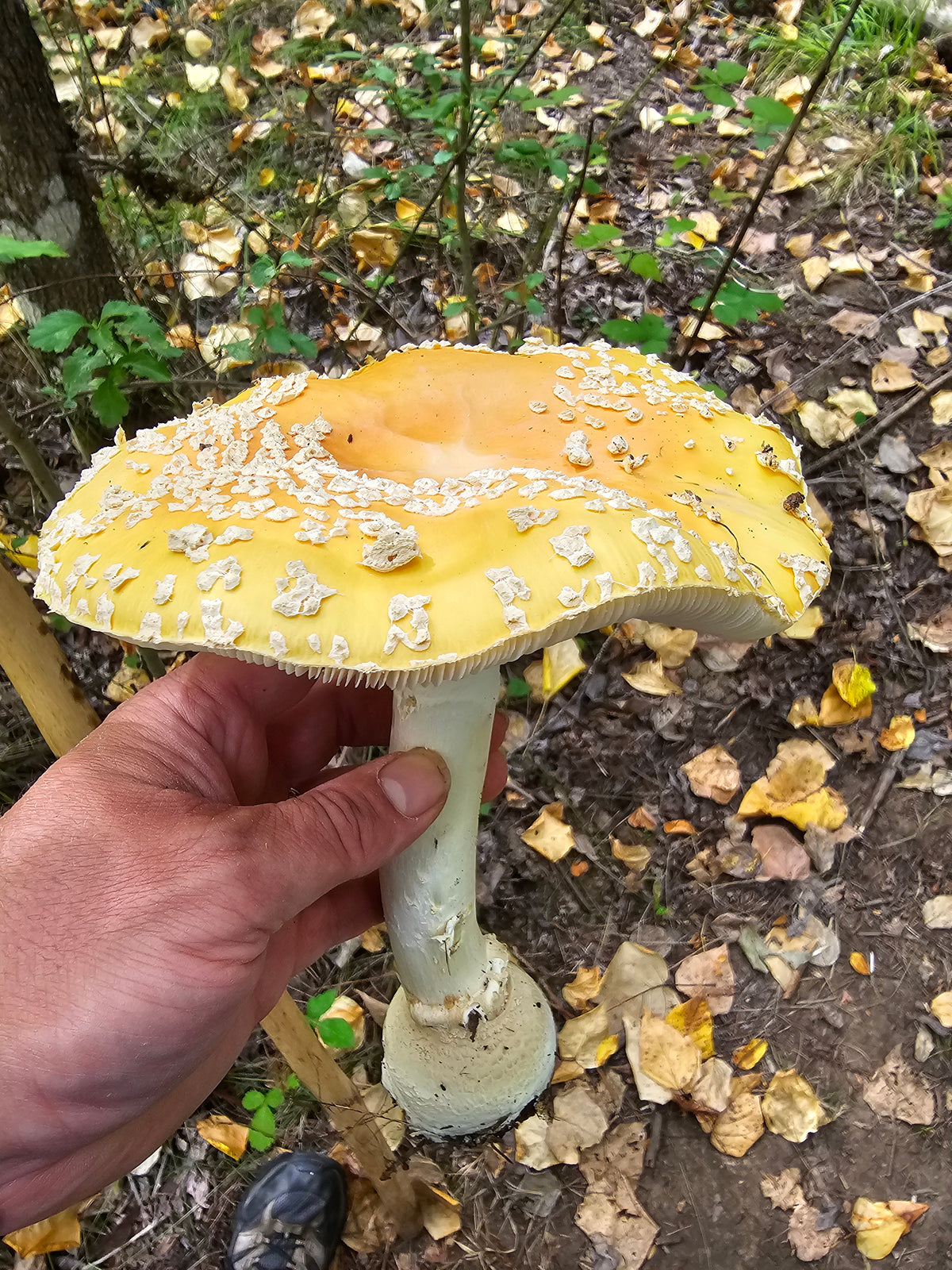 1oz Dried Fly Agaric (Yellow-Orange Cottonwood)