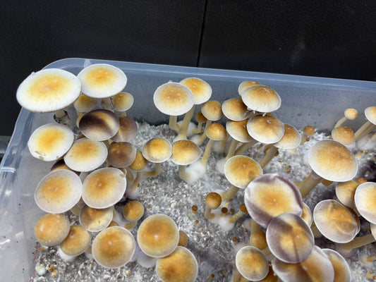 Psilocybe cubensis var. Wobbly Boots (Australia) spores