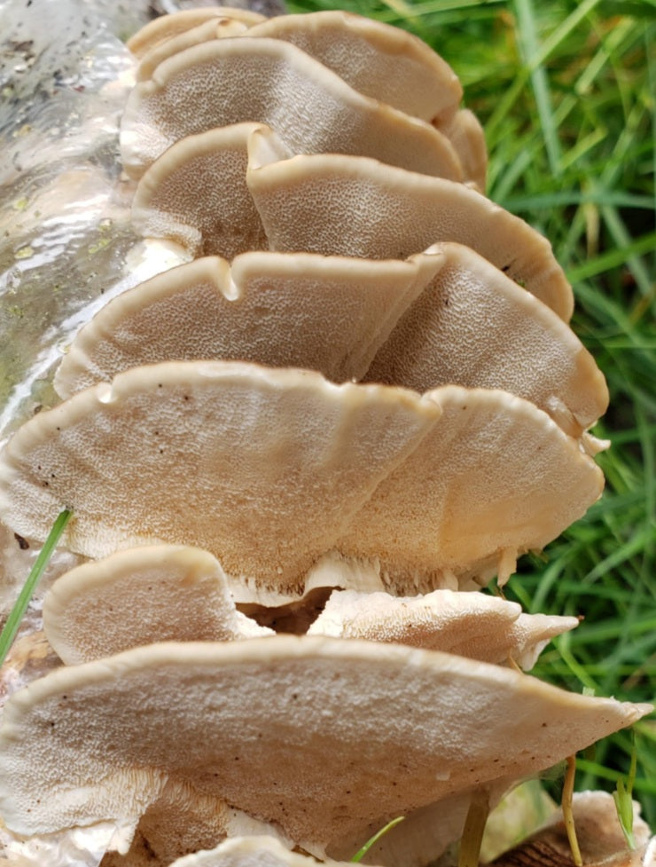 10mL Liquid Culture: Trametes versicolor (Turkey Tail)