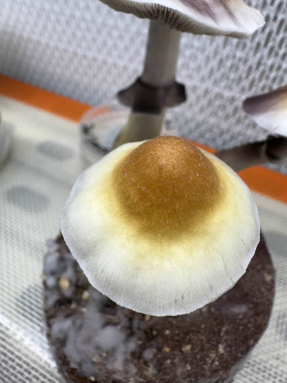 Psilocybe cubensis var. Queensland Gold Tops