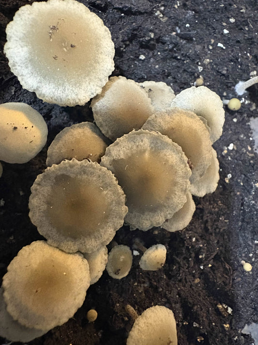 Spore Print: Panaeolus cyanescens var. Liquid Amber