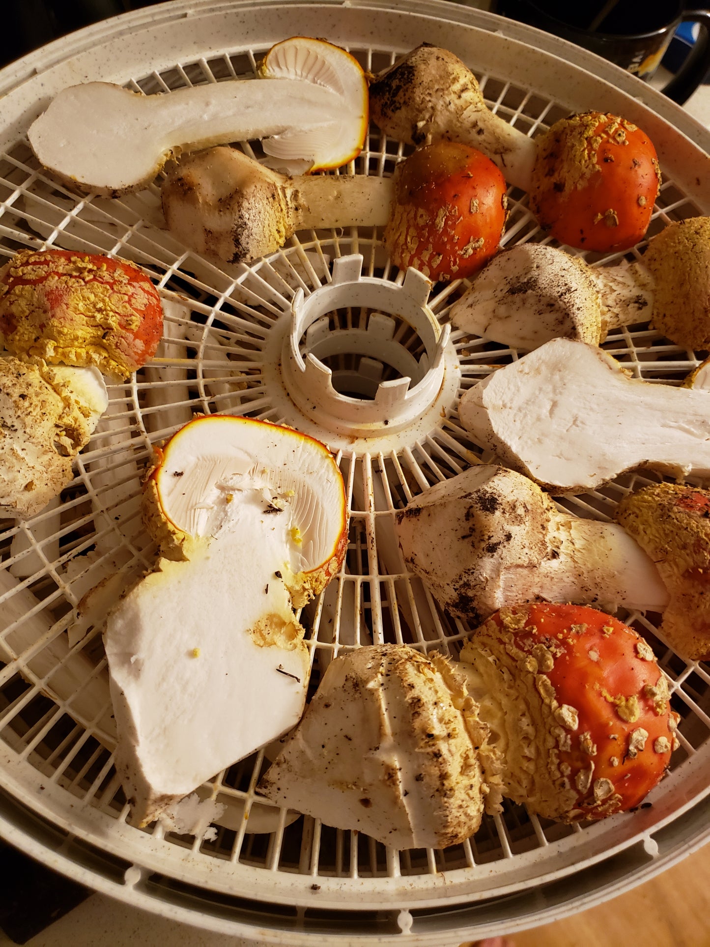 Dried Amanita muscaria - Fly Agaric (Buttons Only)