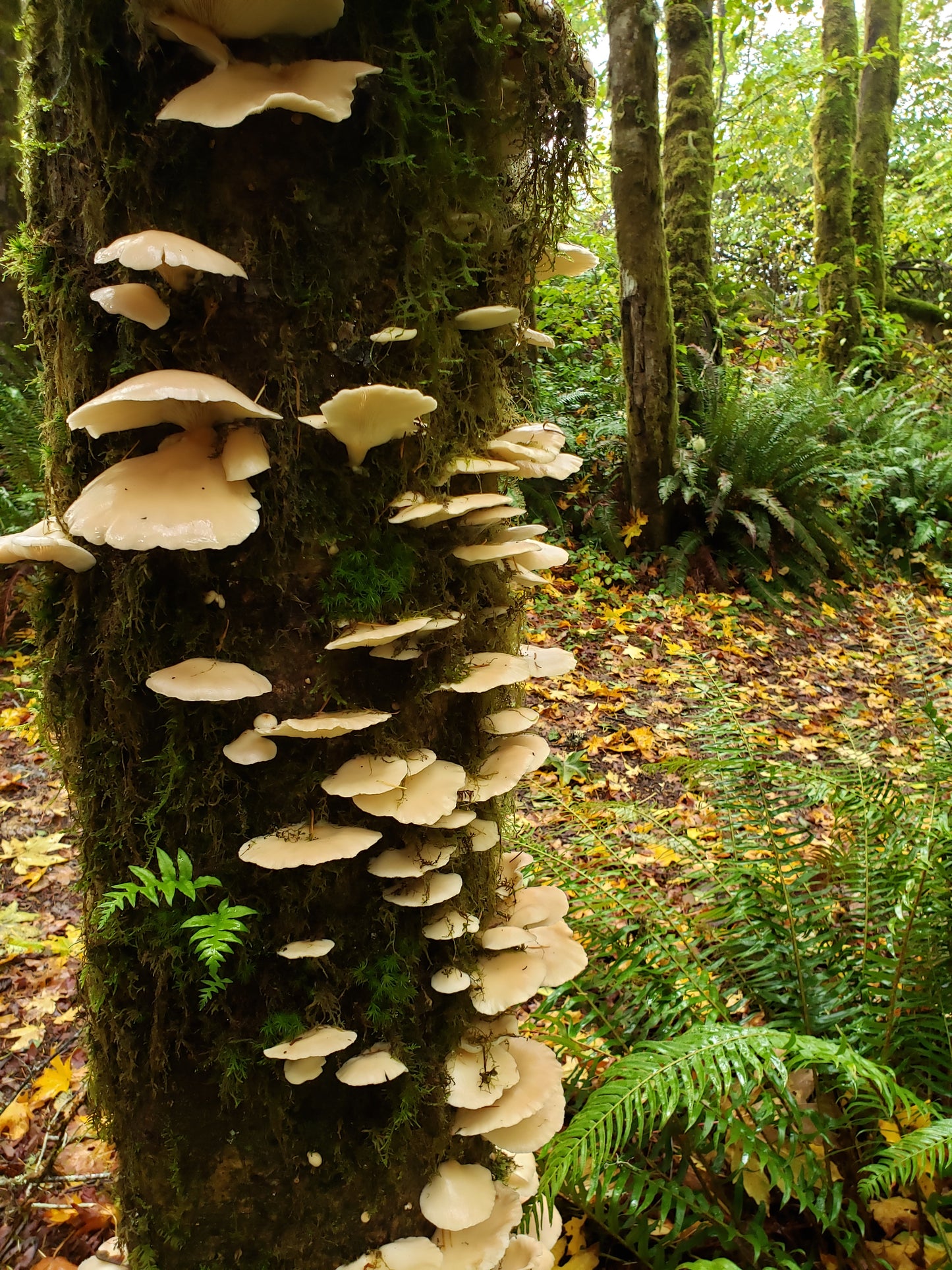 Dried Wild Oregon oyster mushrooms