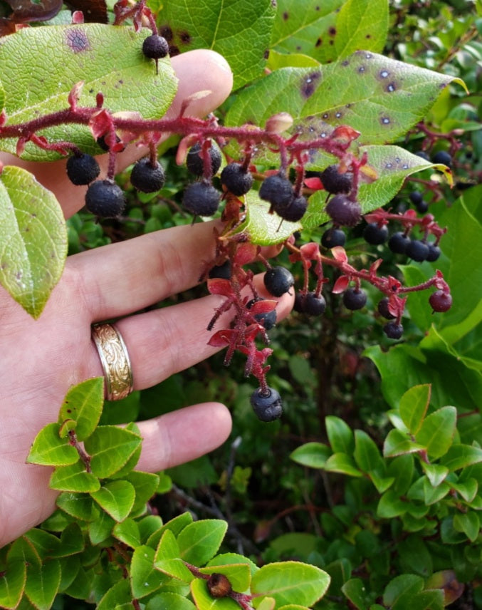 2oz Salal Leaf & Berry Tincture