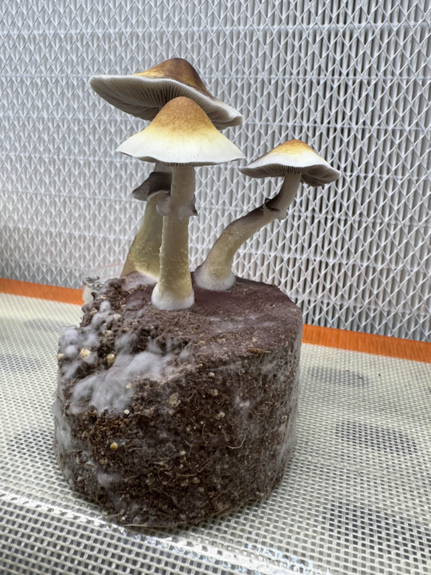 Psilocybe cubensis var. Queensland Gold Tops