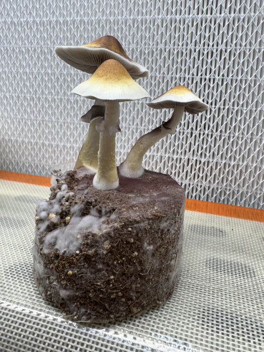Psilocybe cubensis var. Queensland Gold Tops