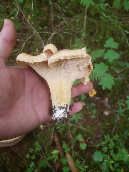 Dried Pacific Golden chanterelles - 4oz