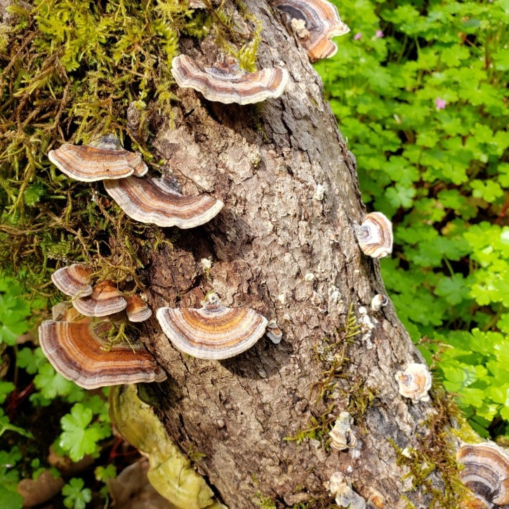 10mL Liquid Culture: Trametes versicolor (Turkey Tail)