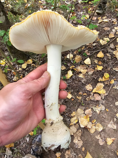 1oz Dried Fly Agaric (Yellow-Orange Cottonwood)