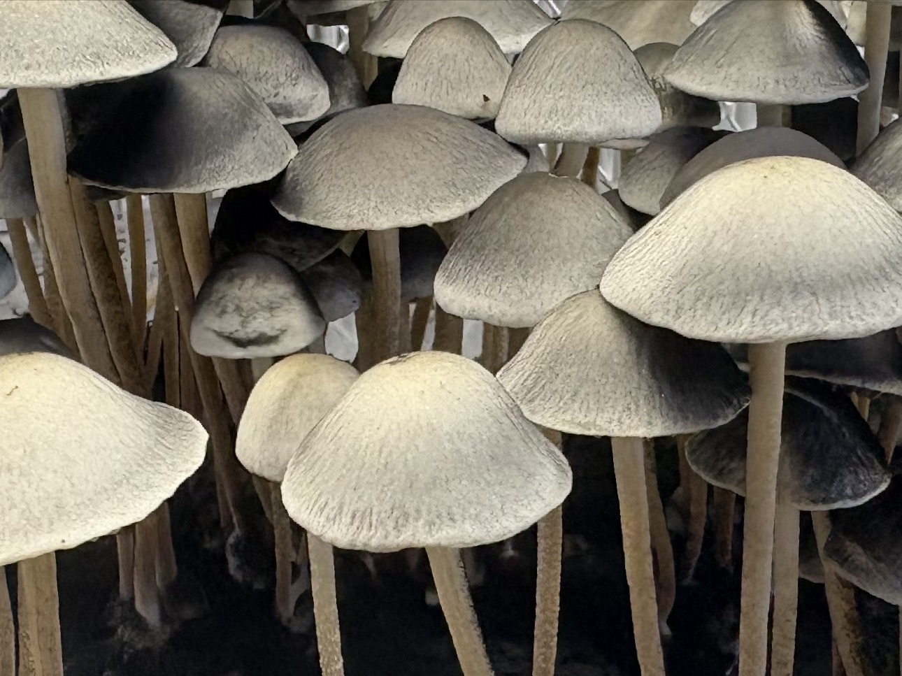 Spore Print: Panaeolus cyanescens var. Byron Bay